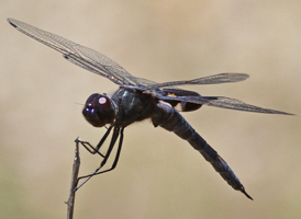 Black Saddlebags